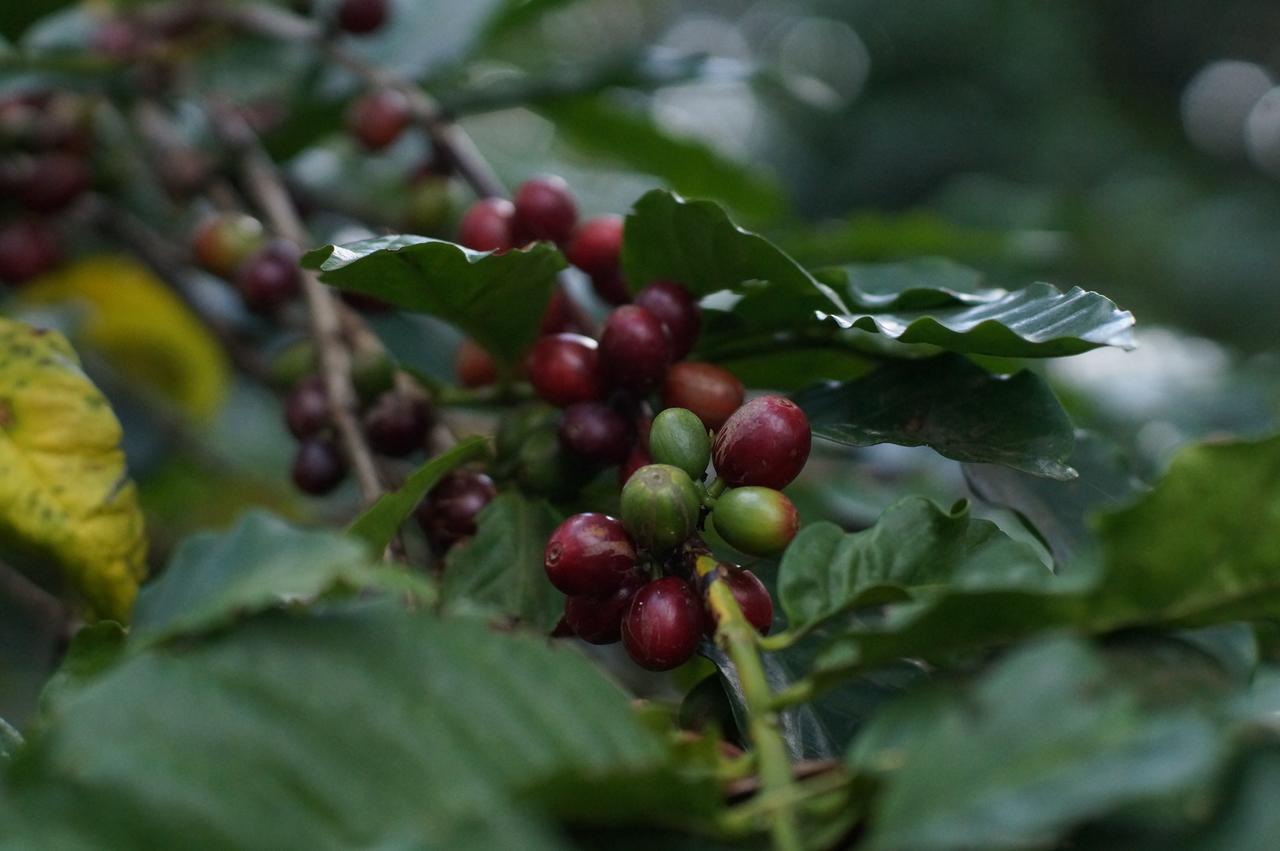 Arusha Villa Karamu Coffee Estate Usa River Exterior photo